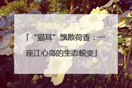 “猫耳”飘散荷香：一座江心岛的生态蜕变