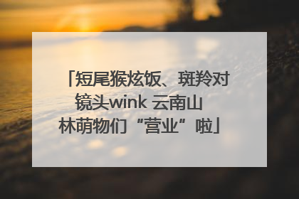 短尾猴炫饭、斑羚对镜头wink 云南山林萌物们“营业”啦