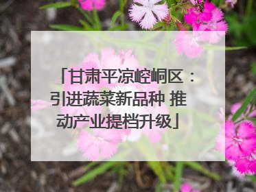 甘肃平凉崆峒区：引进蔬菜新品种 推动产业提档升级