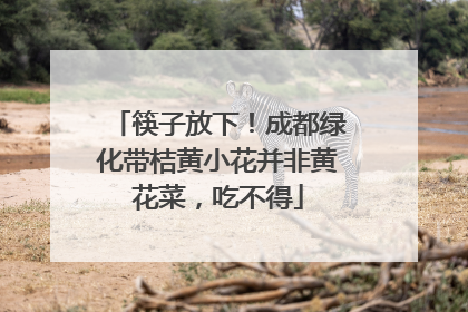 筷子放下！成都绿化带桔黄小花并非黄花菜，吃不得
