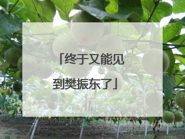 终于又能见到樊振东了