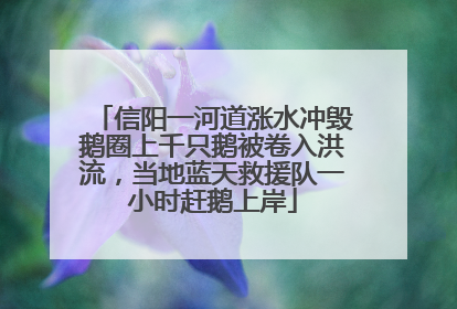 信阳一河道涨水冲毁鹅圈上千只鹅被卷入洪流，当地蓝天救援队一小时赶鹅上岸