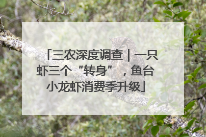 三农深度调查｜一只虾三个“转身”，鱼台小龙虾消费季升级