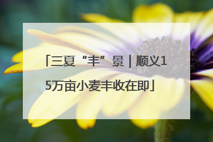 三夏“丰”景｜顺义15万亩小麦丰收在即