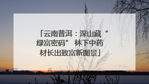云南普洱：深山藏“绿富密码” 林下中药材长出致富新图景