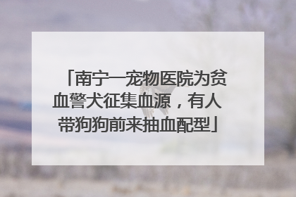 南宁一宠物医院为贫血警犬征集血源，有人带狗狗前来抽血配型