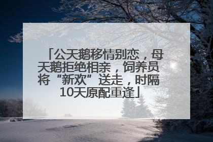 公天鹅移情别恋，母天鹅拒绝相亲，饲养员将“新欢”送走，时隔10天原配重逢