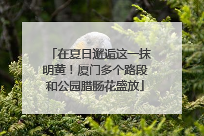 在夏日邂逅这一抹明黄！厦门多个路段和公园腊肠花盛放