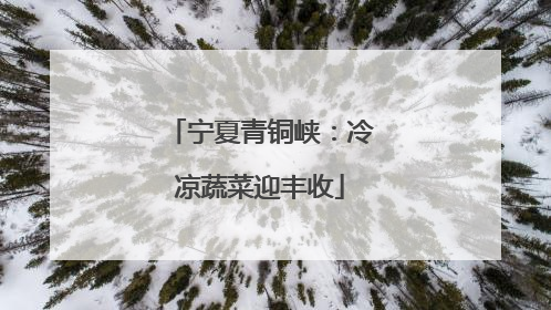宁夏青铜峡：冷凉蔬菜迎丰收