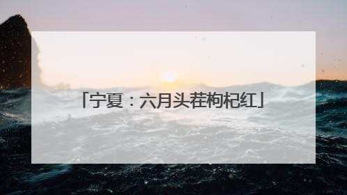 宁夏：六月头茬枸杞红