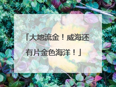 大地流金！威海还有片金色海洋！
