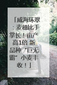 威海环翠：麦穗比手掌长！亩产高1倍 新品种“巨无霸”小麦丰收！