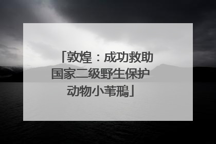 敦煌：成功救助国家二级野生保护动物小苇鳽