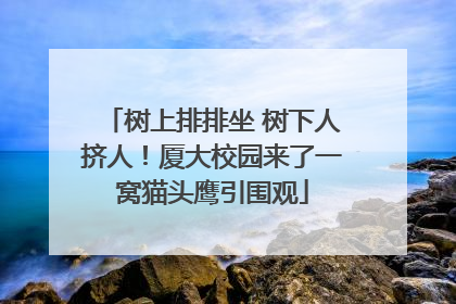 树上排排坐 树下人挤人！厦大校园来了一窝猫头鹰引围观