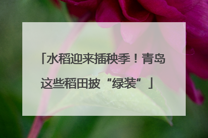 水稻迎来插秧季！青岛这些稻田披“绿装”