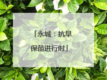 永城：抗旱保苗进行时