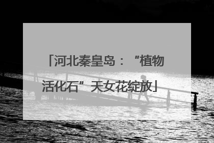 河北秦皇岛：“植物活化石”天女花绽放