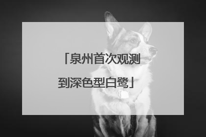 泉州首次观测到深色型白鹭