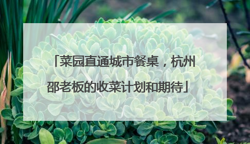 菜园直通城市餐桌，杭州邵老板的收菜计划和期待