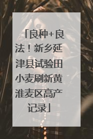 良种+良法！新乡延津县试验田小麦刷新黄淮麦区高产记录