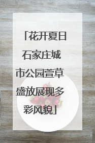 花开夏日 石家庄城市公园萱草盛放展现多彩风貌
