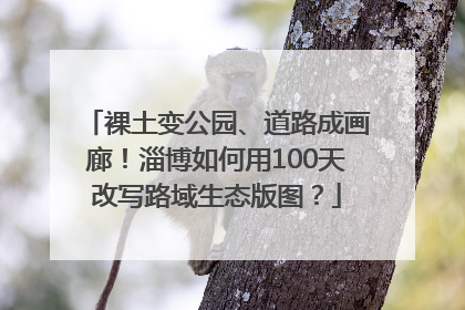 裸土变公园、道路成画廊！淄博如何用100天改写路域生态版图？
