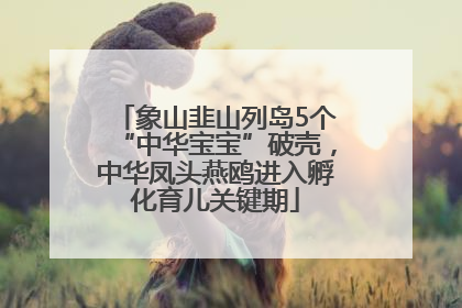 象山韭山列岛5个“中华宝宝”破壳，中华凤头燕鸥进入孵化育儿关键期