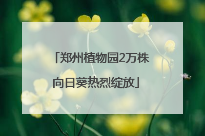 郑州植物园2万株向日葵热烈绽放