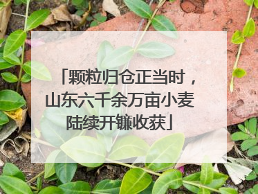 颗粒归仓正当时，山东六千余万亩小麦陆续开镰收获