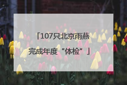 107只北京雨燕完成年度“体检”